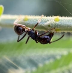 Notoncus capitatus (An epaulet ant) at Jerrabomberra, NSW - 15 Jan 2022 by SteveBorkowskis