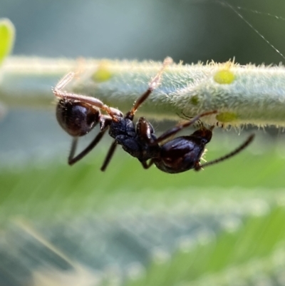 Notoncus capitatus (An epaulet ant) at Jerrabomberra, NSW - 15 Jan 2022 by SteveBorkowskis