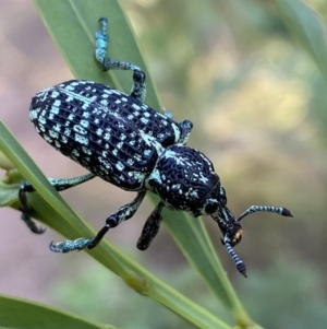 Chrysolopus spectabilis at Jerrabomberra, NSW - 15 Jan 2022 07:11 PM