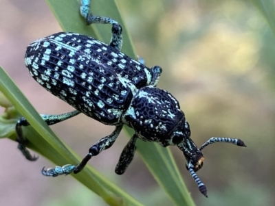 Chrysolopus spectabilis (Botany Bay Weevil) at Jerrabomberra, NSW - 15 Jan 2022 by SteveBorkowskis