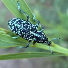 Chrysolopus spectabilis at Jerrabomberra, NSW - 15 Jan 2022 07:11 PM