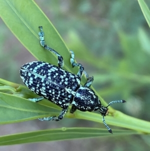 Chrysolopus spectabilis at Jerrabomberra, NSW - 15 Jan 2022 07:11 PM