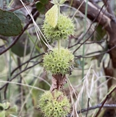 Marrubium vulgare (Horehound) at Jerrabomberra, NSW - 15 Jan 2022 by Steve_Bok