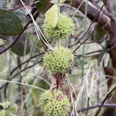 Marrubium vulgare (Horehound) at Jerrabomberra, NSW - 15 Jan 2022 by Steve_Bok