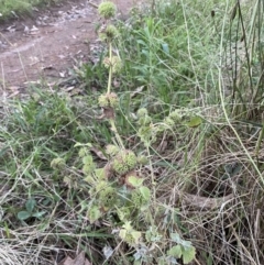 Marrubium vulgare at Jerrabomberra, NSW - 15 Jan 2022 08:05 PM