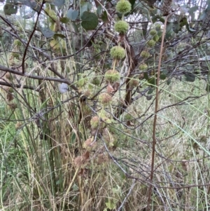 Marrubium vulgare at Jerrabomberra, NSW - 15 Jan 2022 08:05 PM