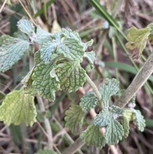 Marrubium vulgare at Jerrabomberra, NSW - 15 Jan 2022