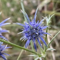 Eryngium ovinum (Blue Devil) at Googong, NSW - 15 Jan 2022 by Steve_Bok