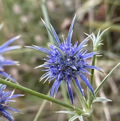 Eryngium ovinum (Blue Devil) at Googong, NSW - 15 Jan 2022 by Steve_Bok