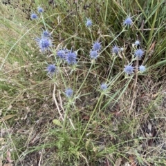 Eryngium ovinum at Googong, NSW - 15 Jan 2022