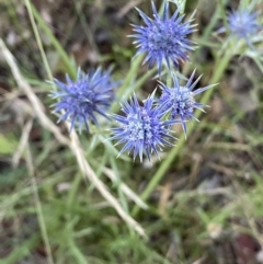 Eryngium ovinum at Googong, NSW - 15 Jan 2022