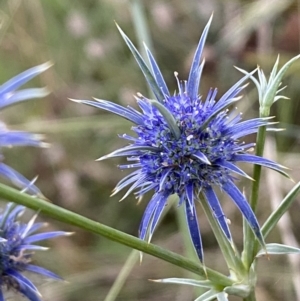 Eryngium ovinum at Googong, NSW - 15 Jan 2022