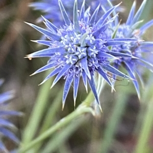 Eryngium ovinum at Googong, NSW - 15 Jan 2022