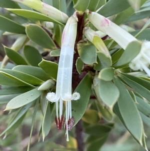 Styphelia triflora at Jerrabomberra, NSW - 15 Jan 2022