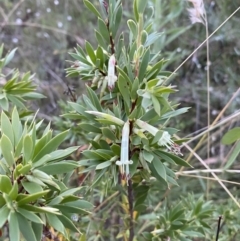 Styphelia triflora at Jerrabomberra, NSW - 15 Jan 2022