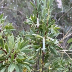 Styphelia triflora at Jerrabomberra, NSW - 15 Jan 2022