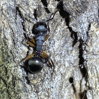 Polyrhachis femorata (A spiny ant) at Jerrabomberra, NSW - 15 Jan 2022 by Steve_Bok