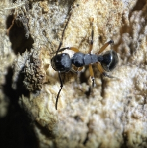 Polyrhachis femorata at Jerrabomberra, NSW - 15 Jan 2022