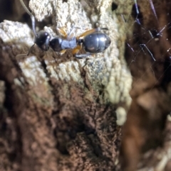 Polyrhachis femorata at Jerrabomberra, NSW - 15 Jan 2022