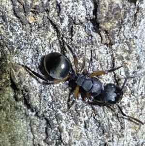 Polyrhachis femorata at Jerrabomberra, NSW - 15 Jan 2022