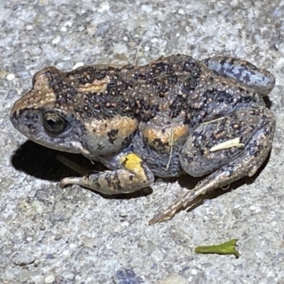 Uperoleia laevigata (Smooth Toadlet) at Jerrabomberra, NSW - 15 Jan 2022 by SteveBorkowskis