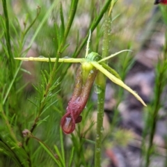 Cryptostylis subulata (Cow Orchid) at Blue Mountains National Park - 11 Jan 2022 by Rebeccajgee