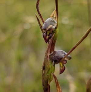 Orthoceras strictum at Blackheath, NSW - 11 Jan 2022