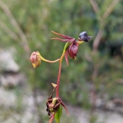 Caleana major (Large Duck Orchid) at Blue Mountains National Park - 14 Jan 2022 by Rebeccajgee