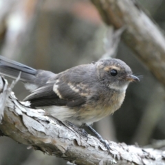 Rhipidura albiscapa (Grey Fantail) at Jerrabomberra, NSW - 15 Jan 2022 by Steve_Bok