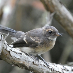 Rhipidura albiscapa at Jerrabomberra, NSW - 15 Jan 2022 07:27 PM