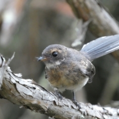 Rhipidura albiscapa at Jerrabomberra, NSW - 15 Jan 2022 07:27 PM