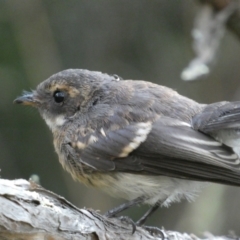 Rhipidura albiscapa at Jerrabomberra, NSW - 15 Jan 2022 07:27 PM