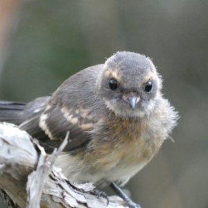 Rhipidura albiscapa at Jerrabomberra, NSW - 15 Jan 2022 07:27 PM