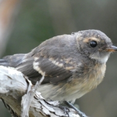 Rhipidura albiscapa at Jerrabomberra, NSW - 15 Jan 2022