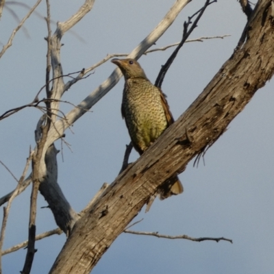 Ptilonorhynchus violaceus (Satin Bowerbird) at Jerrabomberra, NSW - 15 Jan 2022 by Steve_Bok