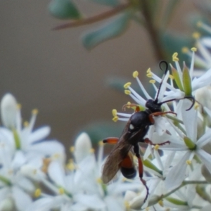 Ichneumon promissorius at Googong, NSW - 15 Jan 2022 07:30 PM