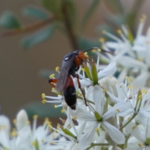 Ichneumon promissorius at Googong, NSW - 15 Jan 2022 07:30 PM