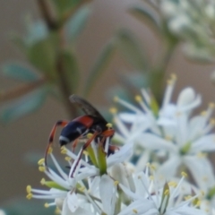 Ichneumon promissorius at Googong, NSW - 15 Jan 2022 07:30 PM