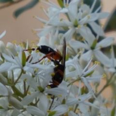 Ichneumon promissorius at Googong, NSW - 15 Jan 2022 07:30 PM