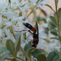 Ichneumon promissorius at Googong, NSW - 15 Jan 2022 07:30 PM