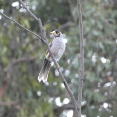 Manorina melanocephala (Noisy Miner) at Googong, NSW - 15 Jan 2022 by Steve_Bok