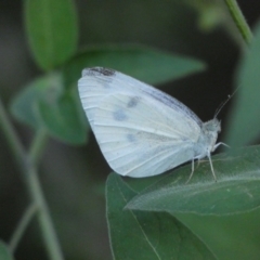 Pieris rapae (Cabbage White) at Jerrabomberra, NSW - 15 Jan 2022 by Steve_Bok