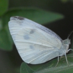 Pieris rapae at Jerrabomberra, NSW - 15 Jan 2022 07:54 PM