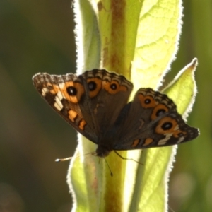 Junonia villida at Jerrabomberra, NSW - 15 Jan 2022 07:09 PM