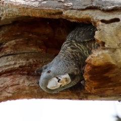 Callocephalon fimbriatum (Gang-gang Cockatoo) at GG38 - 15 Jan 2022 by LisaH