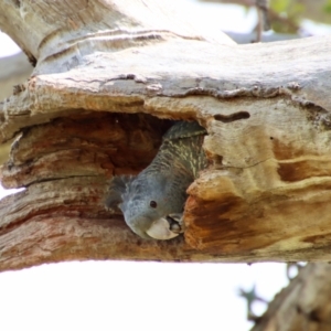 Callocephalon fimbriatum at Hughes, ACT - 16 Jan 2022