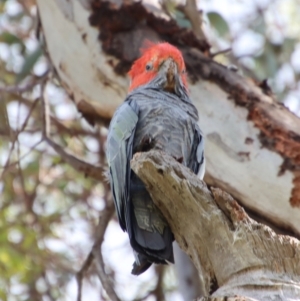 Callocephalon fimbriatum at Hughes, ACT - 16 Jan 2022