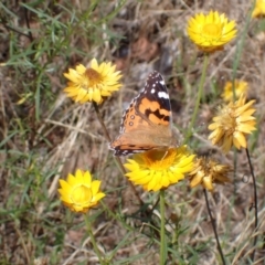 Vanessa kershawi (Australian Painted Lady) at Mount Painter - 9 Jan 2022 by drakes