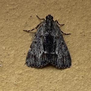 Spectrotrota fimbrialis at Jerrabomberra, NSW - 16 Jan 2022