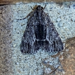 Spectrotrota fimbrialis at Jerrabomberra, NSW - 16 Jan 2022